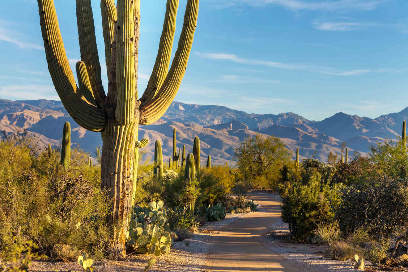 A desert landscape featuring a sandy path winding through cacti with mountains in the background under a blue sky.