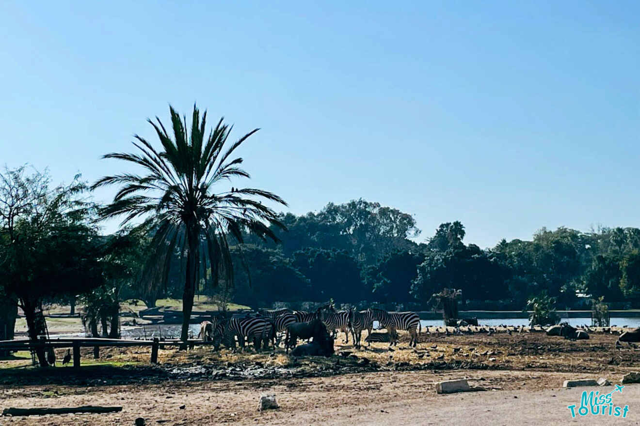 A serene view of zebras grazing in Ramat Gan Safari near Tel Aviv, with lush greenery and a tall palm tree framing the scene